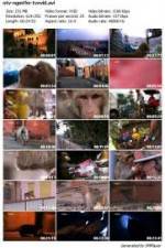 Watch National Geographic Monkey Thieves: Heroes - Villains Movie4k
