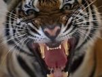 Watch 20 Animals That Will Kill You Movie4k