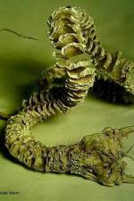 Watch Mongolian Death Worm Movie4k