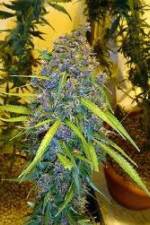 Watch Marijuana: It�s Time for a Conversation Movie4k