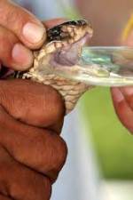 Watch History Channel Evolve: Venom Movie4k