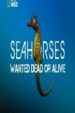 Watch National Geographic - Wild Seahorses Wanted Dead Or Alive Movie4k