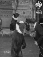 Watch Trained Bears Movie4k