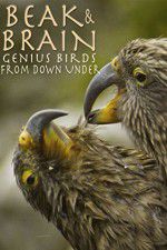 Watch Beak & Brain - Genius Birds from Down Under Movie4k
