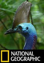 Watch Dino Bird Movie4k