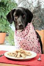 Watch The Truth About Your Dogs Food Movie4k