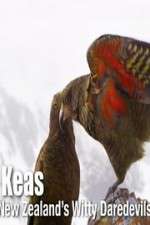 Watch Keas: New Zealand\'s Witty Daredevils Movie4k