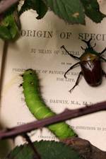 Watch Darwin's Struggle The Evolution of the Origin of Species Movie4k