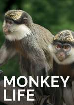 Watch Monkey Life Movie4k