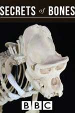 Watch Secrets of Bones Movie4k