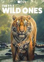 Watch The Wild Ones Movie4k
