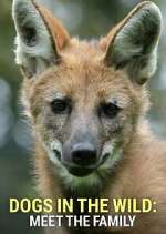 Watch Dogs in the Wild: Meet the Family Movie4k