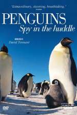 Watch Penguins Spy In The Huddle Movie4k