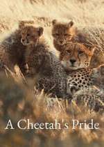 Watch A Cheetah\'s Pride Movie4k