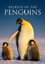 Watch Secrets of the Penguins Movie4k