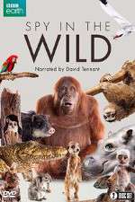 Watch Spy in the Wild Movie4k