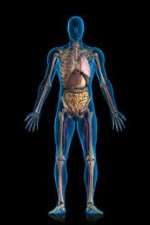Watch Inside The Human Body Movie4k