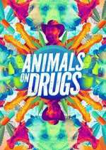 Watch Animals on Drugs Movie4k